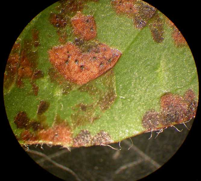 Fungal spots, blights, and blotches